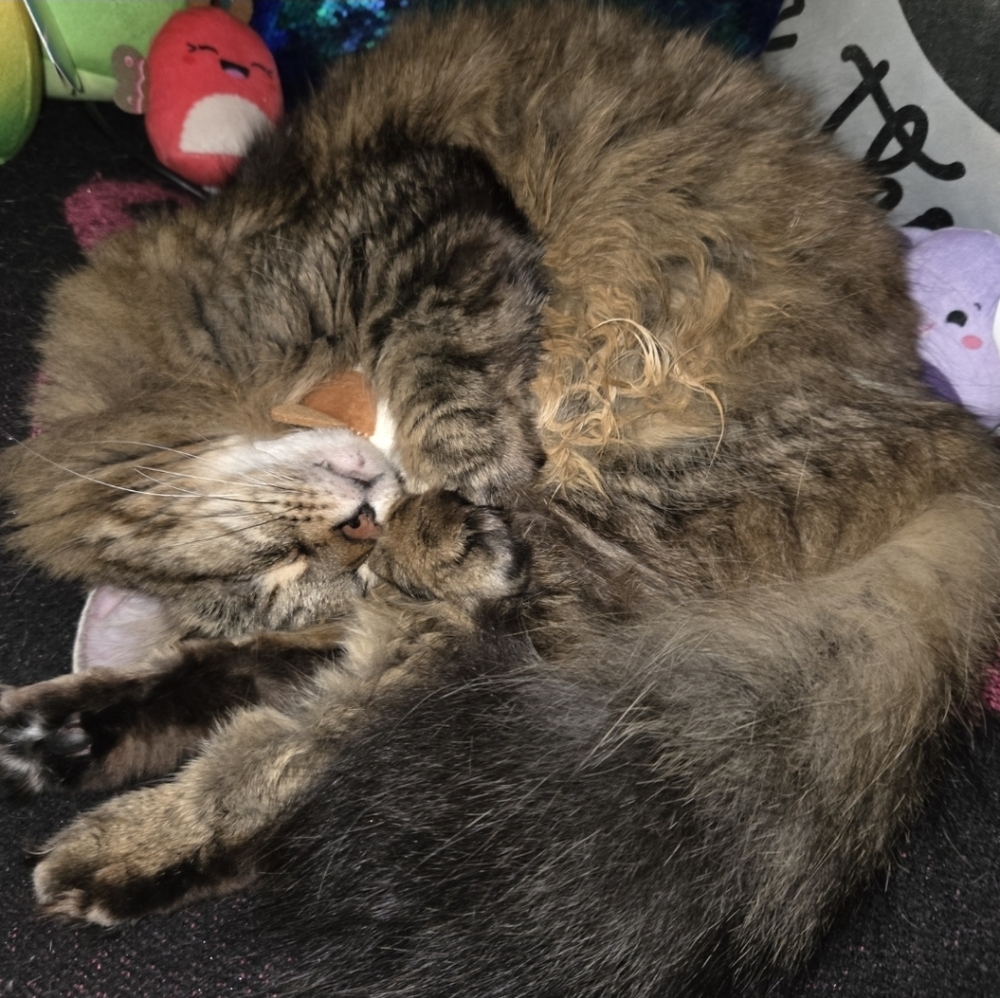 🌟 HOST PICK 🌟 Everything Pets Posh Party 1/2/2024 - Picture 3 of 16